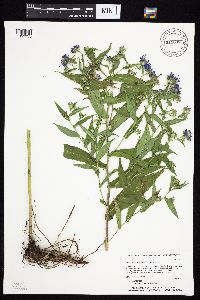 Image Associated With the Occurrence