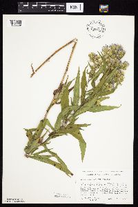 thumbnail image of current specimen