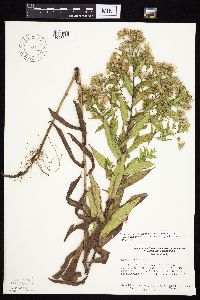 Symphyotrichum puniceum var. puniceum image