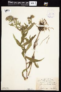 Image Associated With the Occurrence