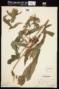 Image Associated With the Occurrence