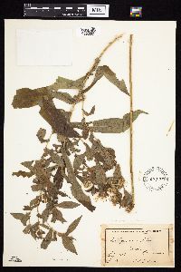 Symphyotrichum puniceum var. puniceum image