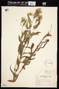 Symphyotrichum puniceum var. puniceum image