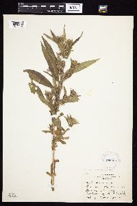 Symphyotrichum puniceum var. puniceum image