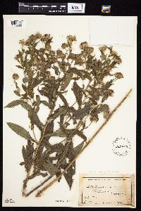 Symphyotrichum puniceum var. puniceum image