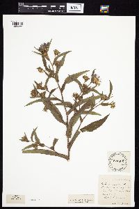 Symphyotrichum puniceum var. puniceum image