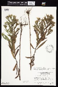 Symphyotrichum puniceum x unknown image