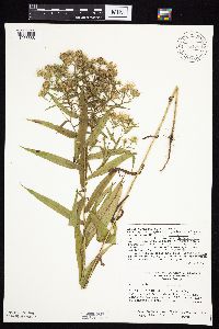 Symphyotrichum puniceum x unknown image