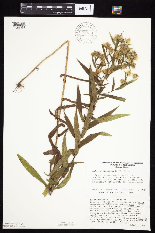 Symphyotrichum puniceum x unknown image