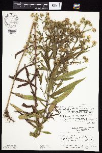 Symphyotrichum puniceum x unknown image