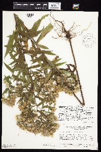 Symphyotrichum puniceum x unknown image