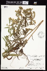 Symphyotrichum puniceum x unknown image