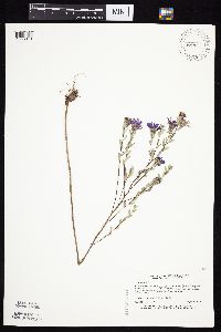 Symphyotrichum sericeum image