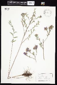 Symphyotrichum sericeum image