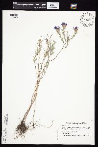 Symphyotrichum sericeum image