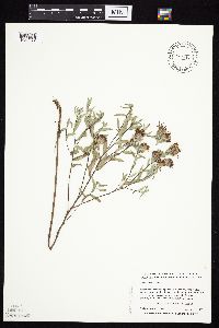 Symphyotrichum sericeum image