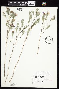 Symphyotrichum sericeum image