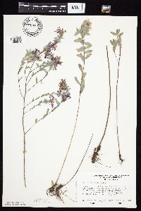 Symphyotrichum sericeum image