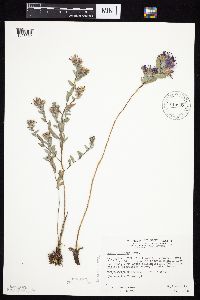 Symphyotrichum sericeum image