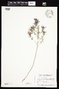 Symphyotrichum sericeum image