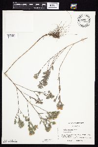 Symphyotrichum sericeum image