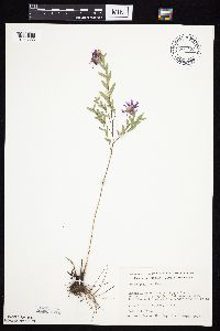 Symphyotrichum sericeum image