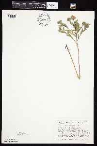 Symphyotrichum sericeum image