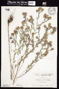 Symphyotrichum sericeum image