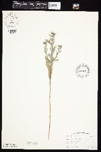 Symphyotrichum sericeum image