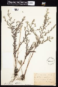 Symphyotrichum sericeum image