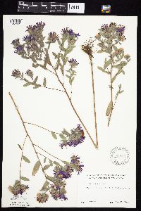 Symphyotrichum sericeum image