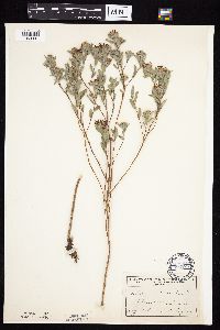Symphyotrichum sericeum image
