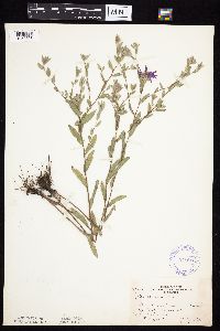 Symphyotrichum sericeum image