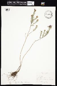 Symphyotrichum sericeum image