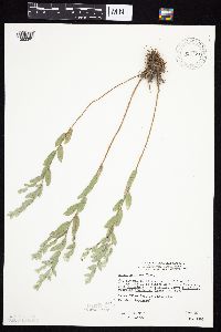 Symphyotrichum sericeum image
