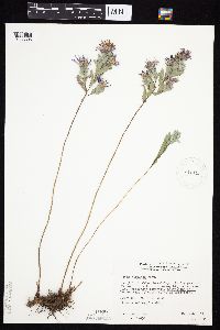 Symphyotrichum sericeum image