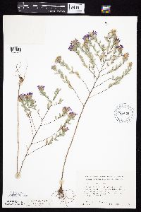 Symphyotrichum sericeum image