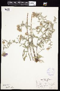 Symphyotrichum sericeum image