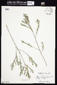 Symphyotrichum sericeum image