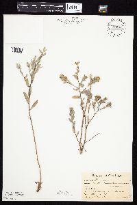 Symphyotrichum sericeum image