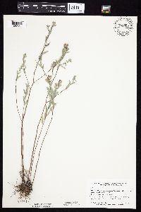 Symphyotrichum sericeum image