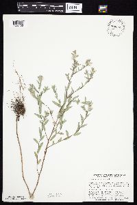 Symphyotrichum sericeum image