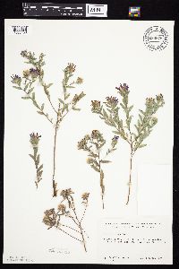 Symphyotrichum sericeum image