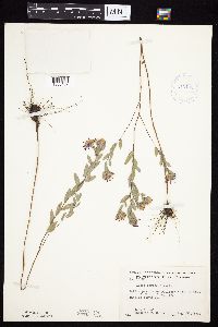 Symphyotrichum sericeum image