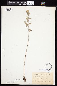 Symphyotrichum sericeum image