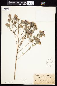 Symphyotrichum sericeum image