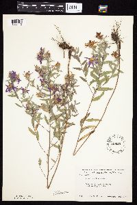 Symphyotrichum sericeum image