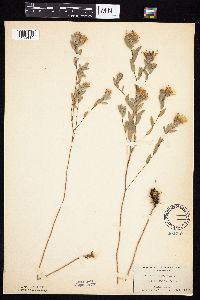Symphyotrichum sericeum image