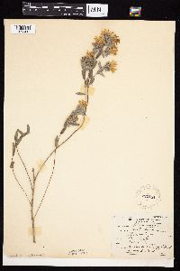 Symphyotrichum sericeum image