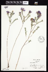 Symphyotrichum sericeum image